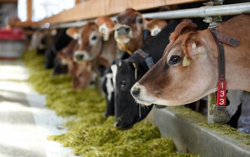Cholan Cattle Feed Banner