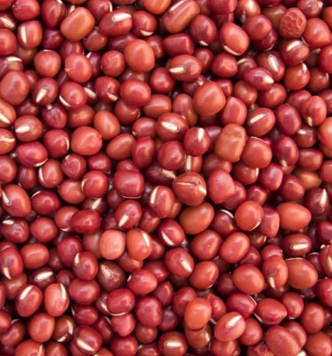 சிவப்பு சோளம்