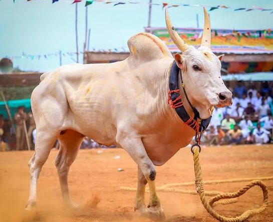 வட மஞ்சு விரட்டு கலப்பு தீவனம்