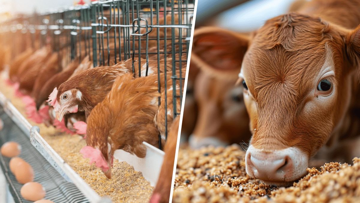 Cholan Cattle Feed Banner
