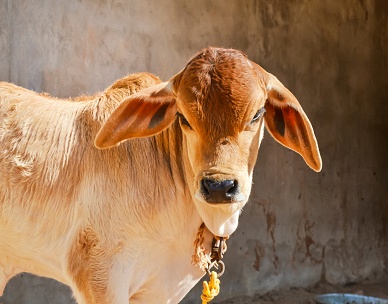 கன்று தீவனம் மாவு