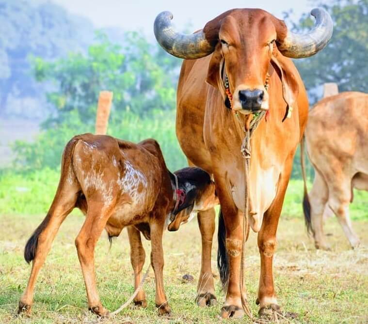 கறவை மாட்டு தீவனம்